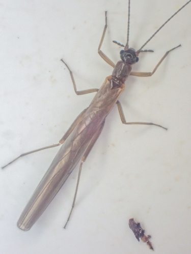 Autumn Needlefly photo 3