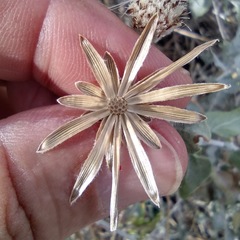 Brickellia incana