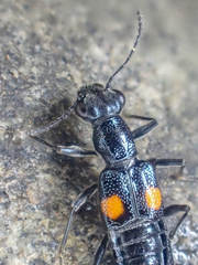 Dianous nitidulus