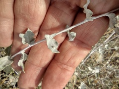 Brickellia incana
