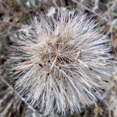Brickellia incana