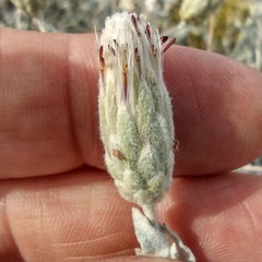 Brickellia incana
