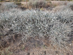 Brickellia incana