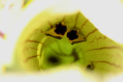 Exyra semicrocea
