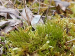 Flexitrichum gracile