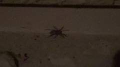 Araneae
