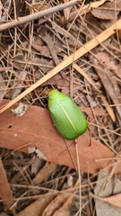 Xylonichus eucalypti