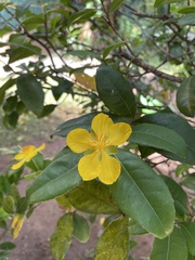 Ochna thomasiana