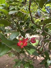 Ochna thomasiana