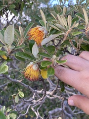 Diplolaena dampieri