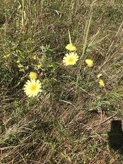 Hololeion maximowiczii