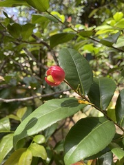 Ochna thomasiana