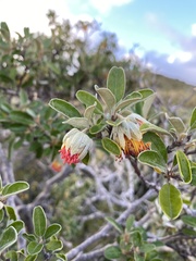 Diplolaena dampieri