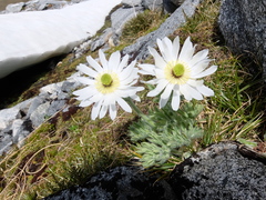 Ranunculus buchananii