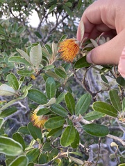 Diplolaena dampieri