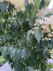 Magnoliopsida