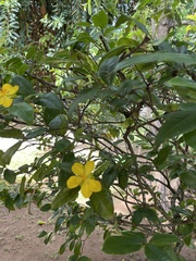Ochna thomasiana