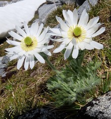 Ranunculus buchananii
