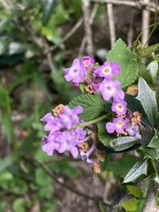 Lantana fucata