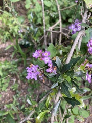 Lantana fucata
