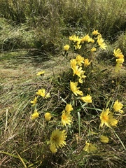 Hololeion maximowiczii