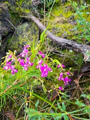 Stylidium scandens