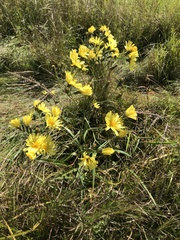 Hololeion maximowiczii