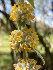 Buddleja stachyoides