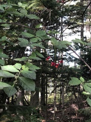 Euonymus macropterus