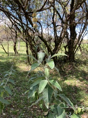 Buddleja stachyoides