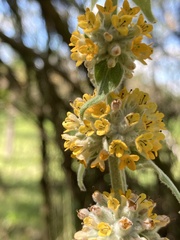 Buddleja stachyoides