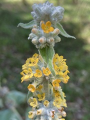 Buddleja stachyoides