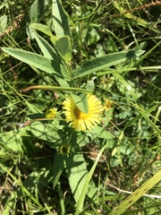 Inula japonica