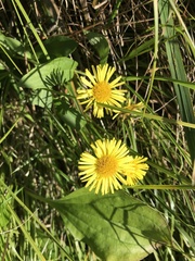 Inula japonica