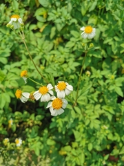 Bidens