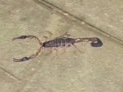 Centruroides margaritatus