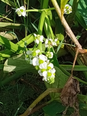 Sagittaria trifolia