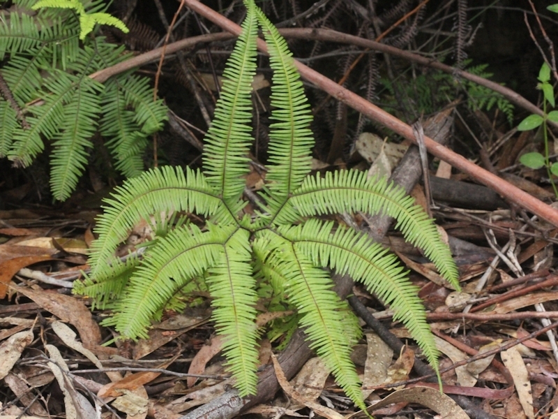 Spreading Fan-fern