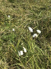 Sanguisorba parviflora