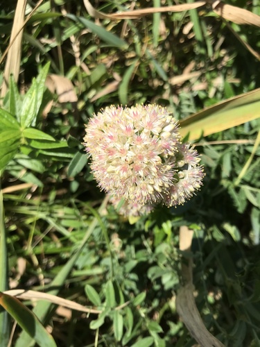 Hylotelephium pallescens iNat (3)