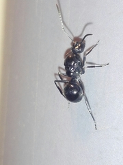 Polyrhachis scissa