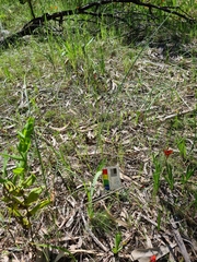 Thelymitra glaucophylla