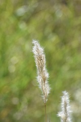 Bothriochloa torreyana
