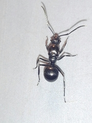 Polyrhachis scissa