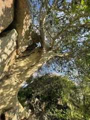 Ficus petiolaris palmeri