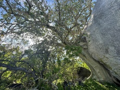 Ficus petiolaris palmeri