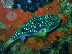 Amblyrhynchote honckenii