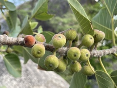 Ficus petiolaris palmeri