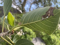 Ficus petiolaris palmeri
