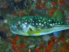 Amblyrhynchote honckenii